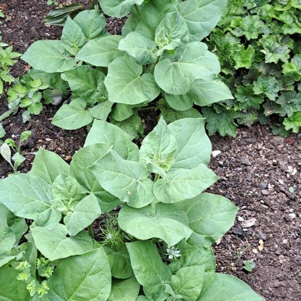 Nicotiana rustica Blatt