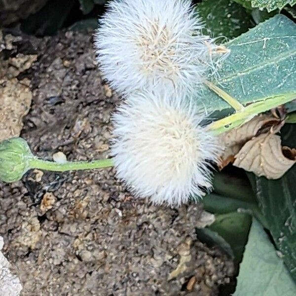 Sonchus maritimus 果實