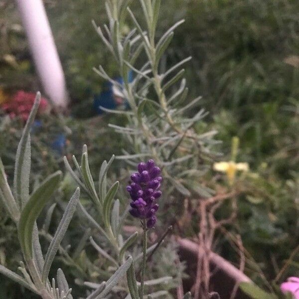 Lavandula stoechas Kvet