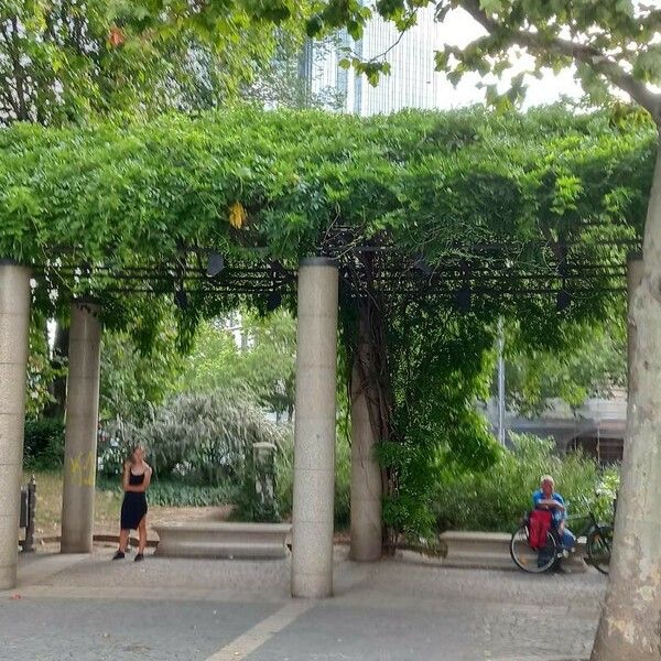 Wisteria sinensis Vivejo