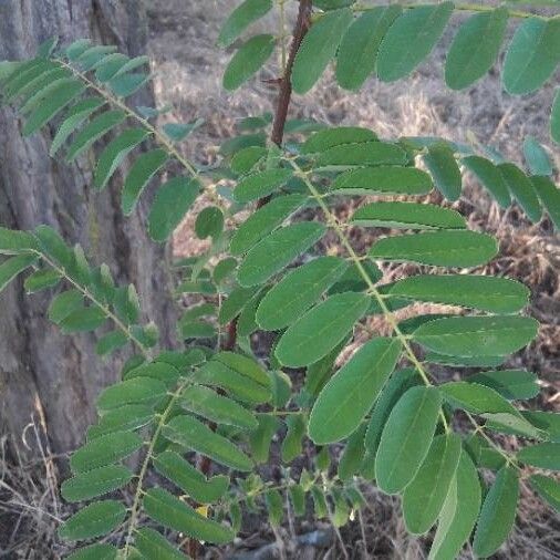 Gleditsia triacanthos Fuelha