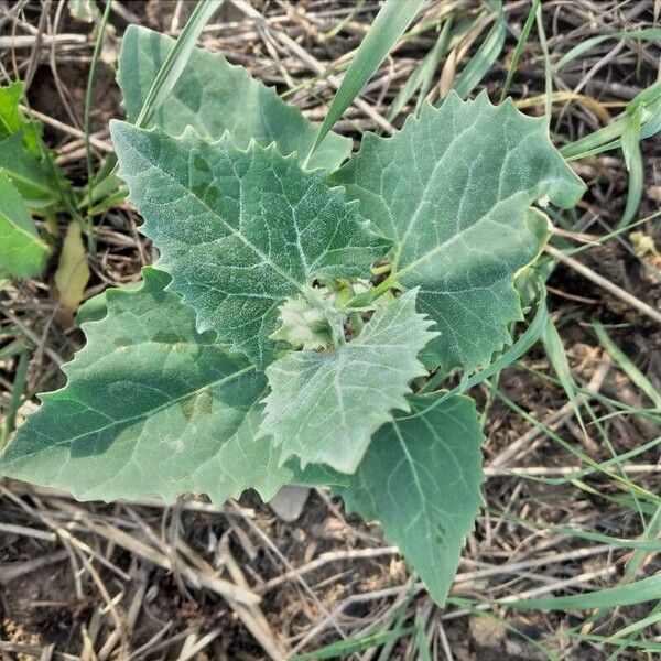 Atriplex sagittata Leaf