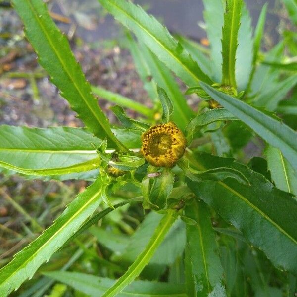 Bidens cernua ফুল