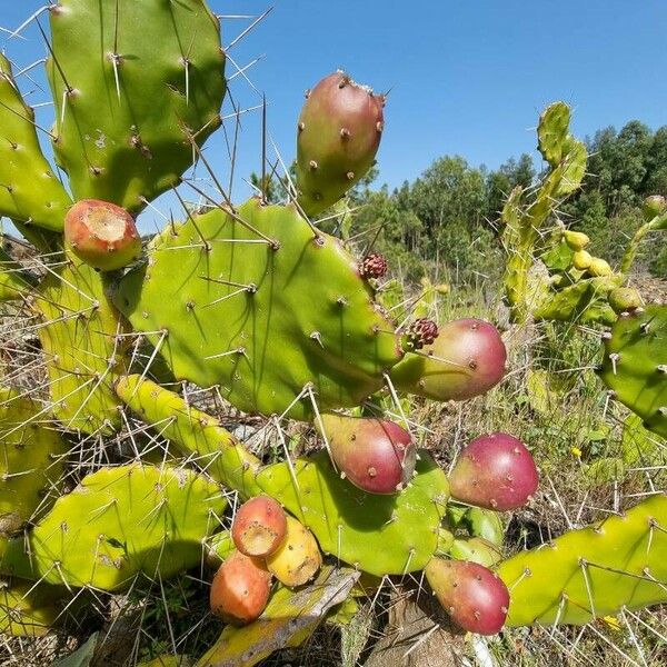 Opuntia dillenii Plod