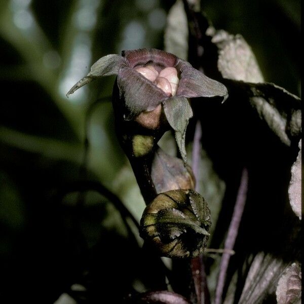 Tacca integrifolia 花