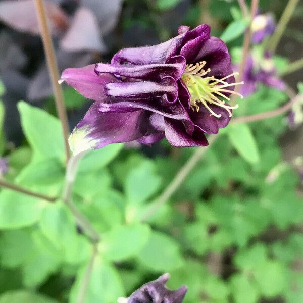 Aquilegia atrata Žiedas