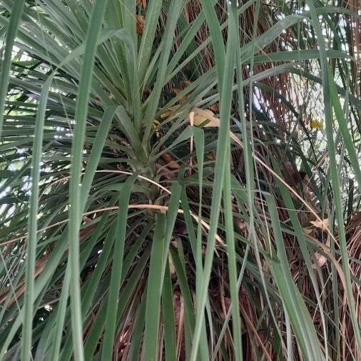 Beaucarnea recurvata Leaf