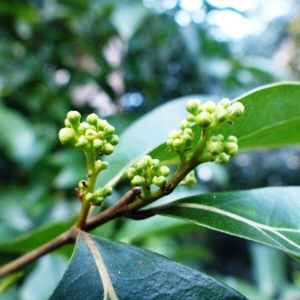 Cryptocarya lifuensis