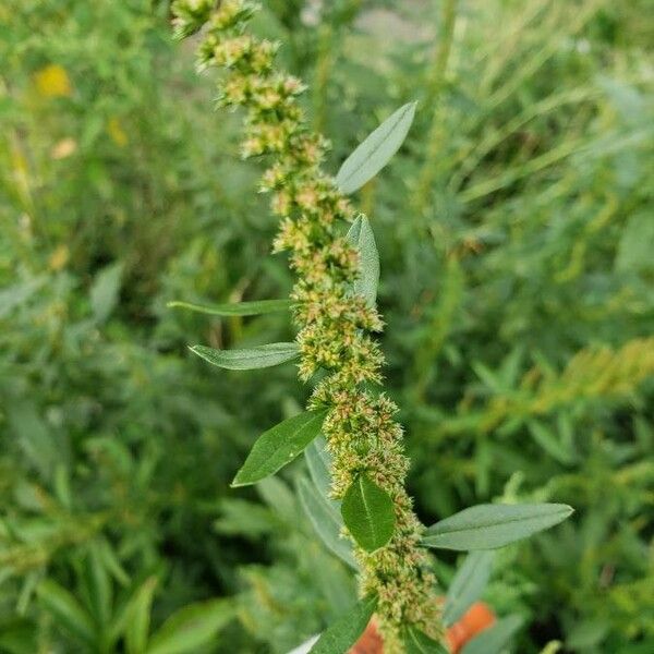 Rumex maritimus Kukka