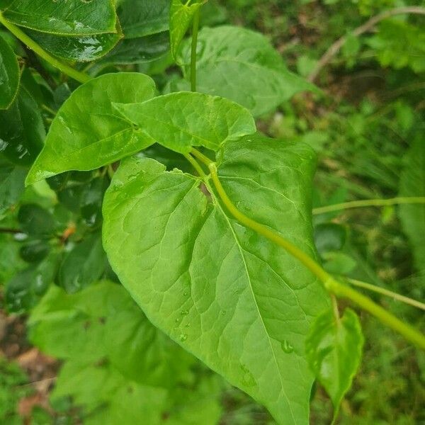 Fallopia scandens Foglia