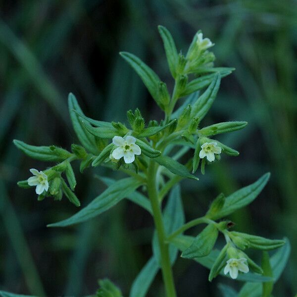 Lithospermum officinale Floare