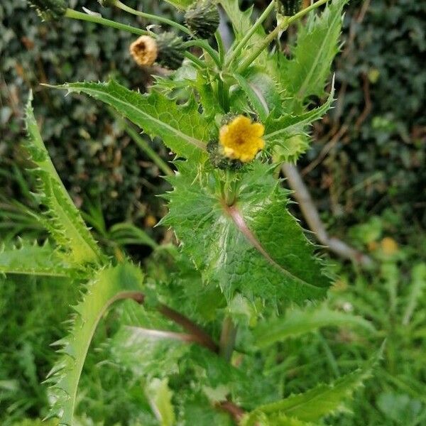 Sonchus asper Leht