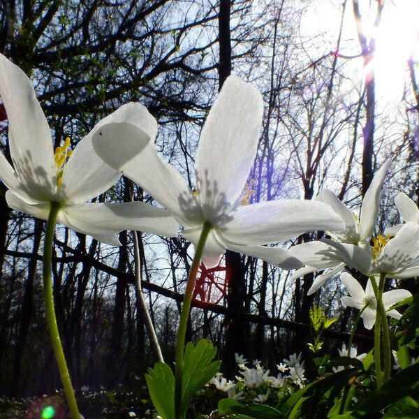 Anemonoides nemorosa Blomst