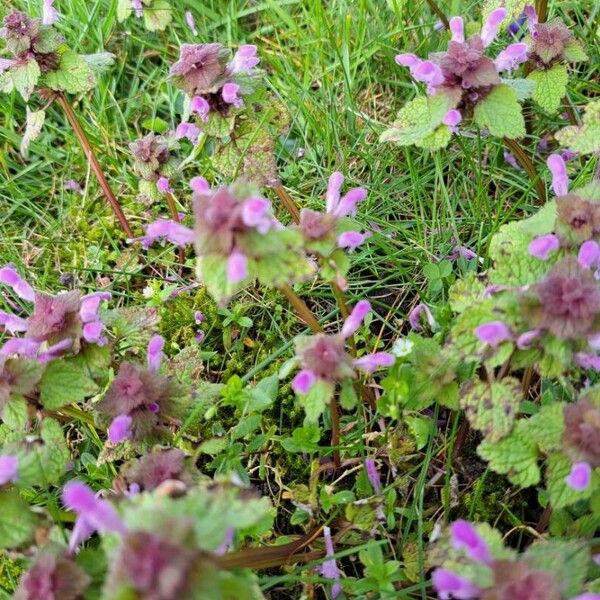Lamium purpureum Virág