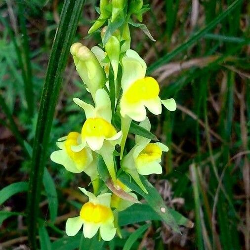 Linaria vulgaris Blüte