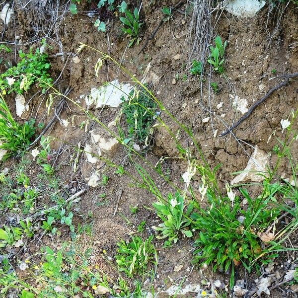 Silene nutans Habit