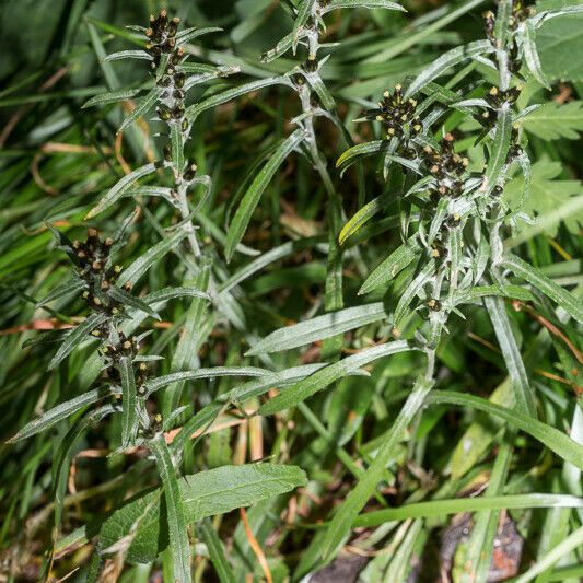 Gnaphalium sylvaticum Habit