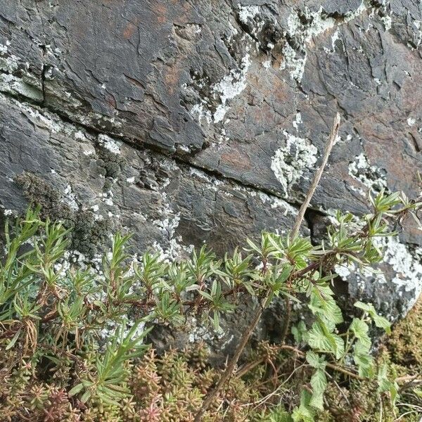 Senecio inaequidens Fulla