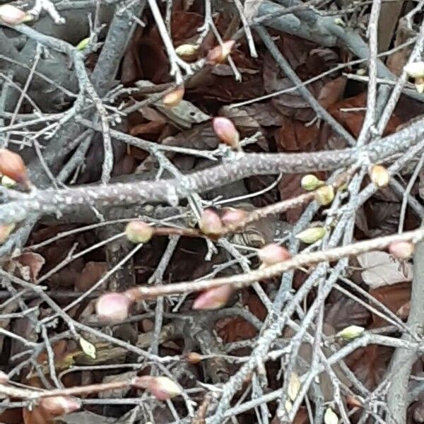 Corylopsis pauciflora Цвят