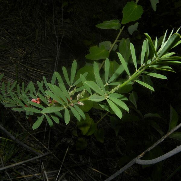 Indigofera lespedezioides Агульны выгляд