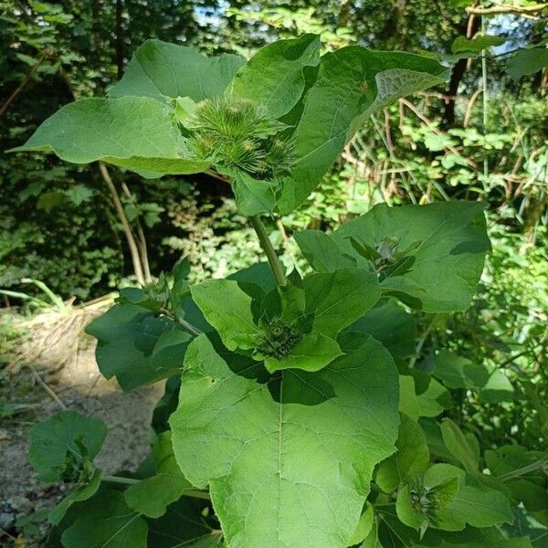 Arctium lappa Frunză