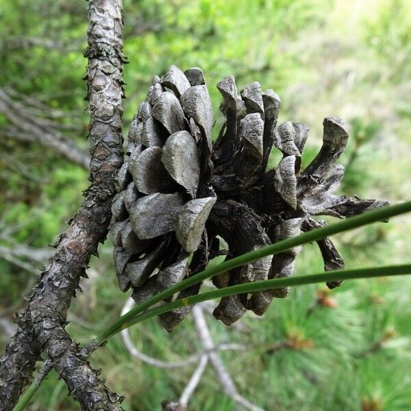 Pinus nigra Fruit