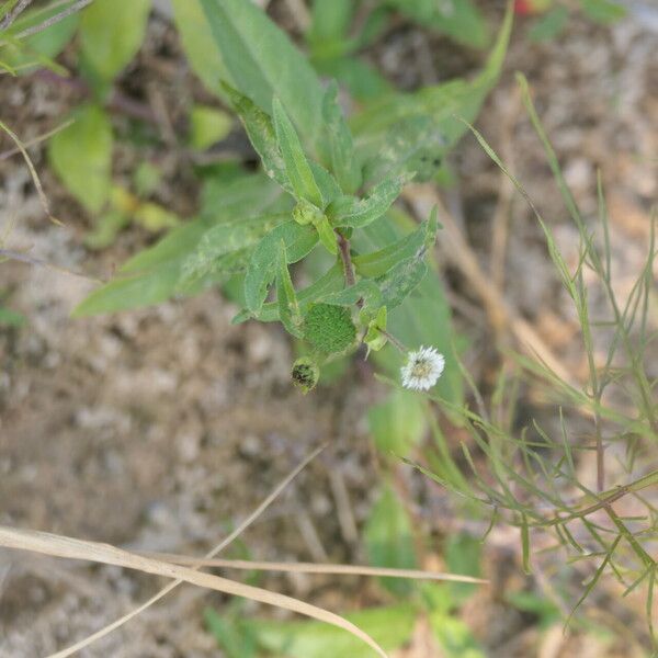 Eclipta prostrata Flor