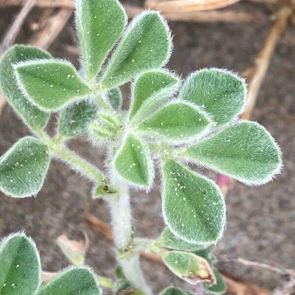 Medicago marina Foglia