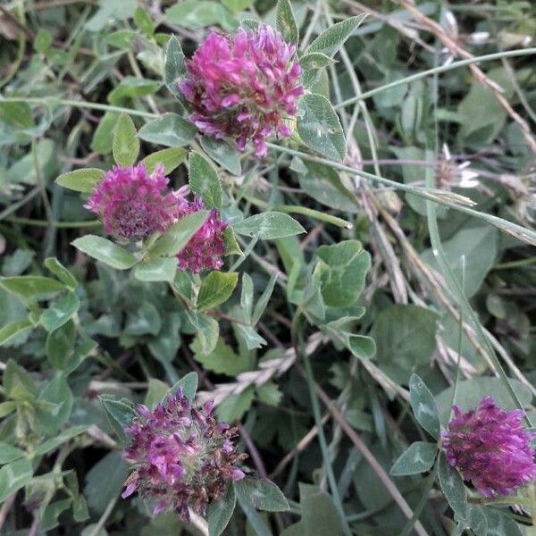 Trifolium medium Blüte