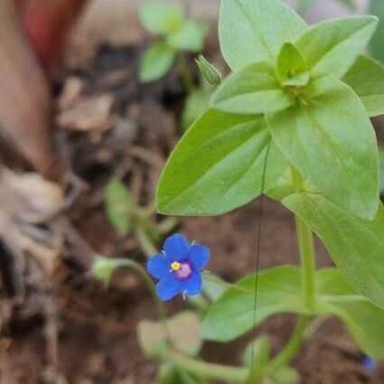 Lysimachia arvensis Flower