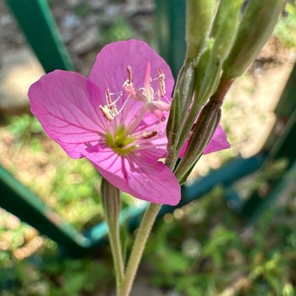 Oenothera rosea പുഷ്പം