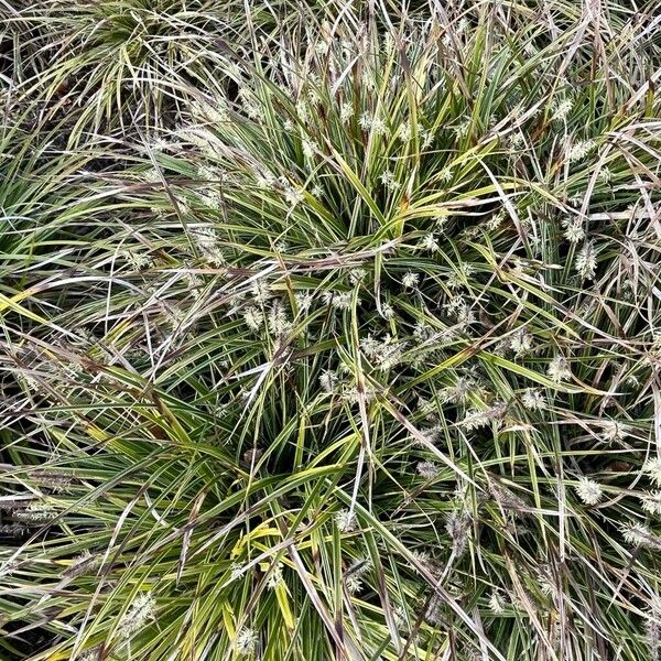 Carex morrowii Habit