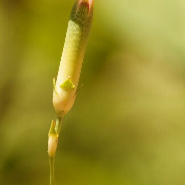 Dianthus godronianus Flower