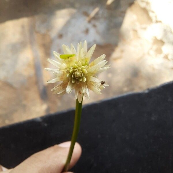 Alternanthera philoxeroides Flower