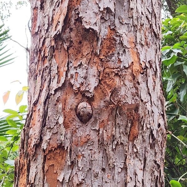 Eucalyptus botryoides Azala