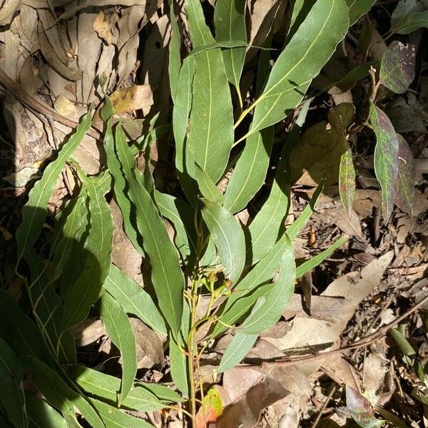 Eucalyptus tereticornis Liść