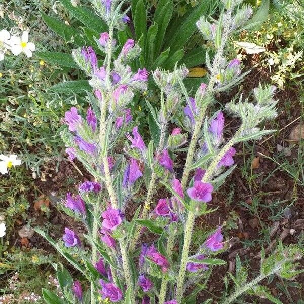 Echium vulgare Blomma