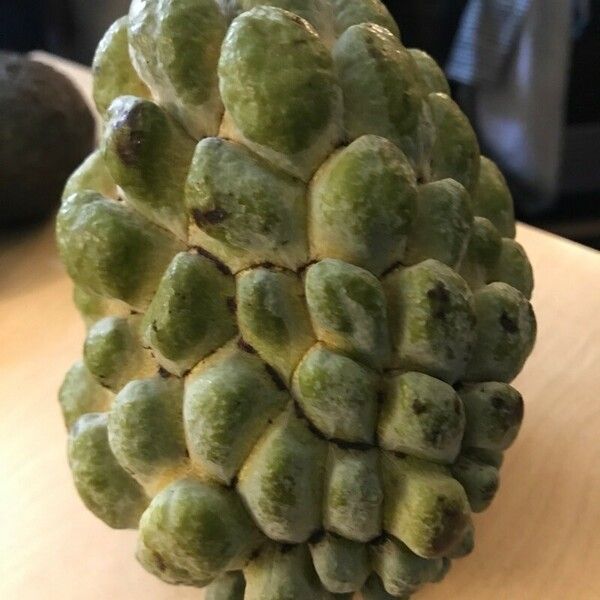 Annona squamosa Fruct