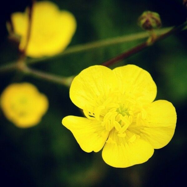 Ranunculus bulbosus Blüte