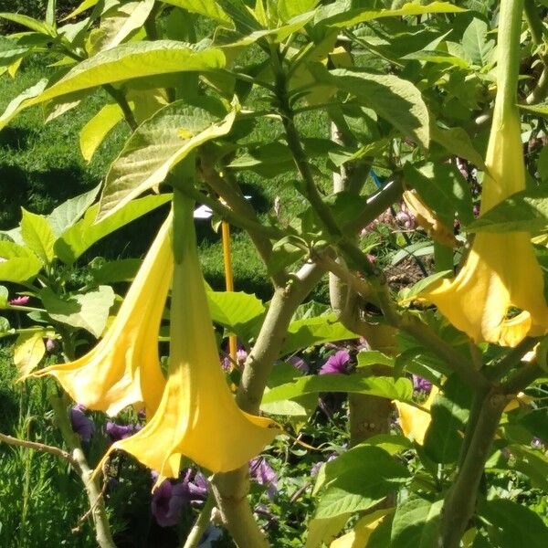 Brugmansia arborea Blomst