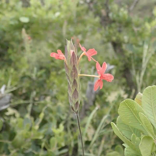 Crossandra massaica Blüte