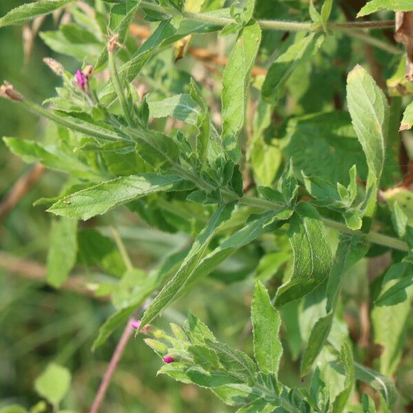 Epilobium hirsutum Leaf