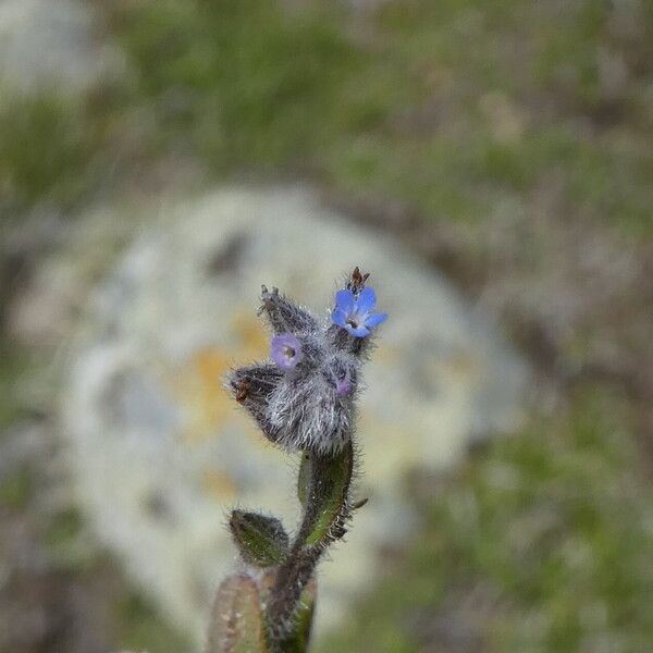 Myosotis stricta 花