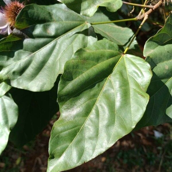 Bixa orellana Leaf