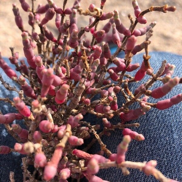 Salicornia europaea ফুল