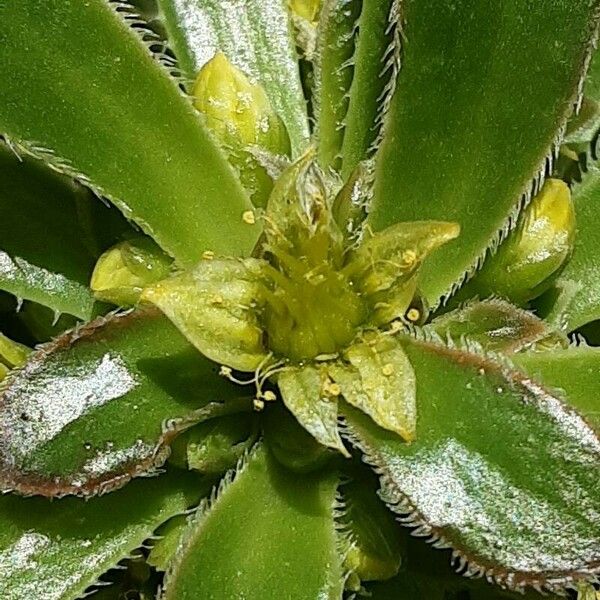 Aeonium arboreum Flower