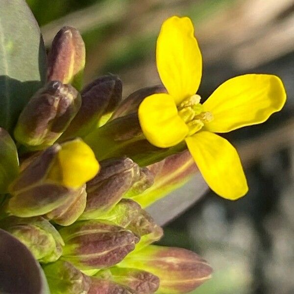 Alyssoides utriculata Floare