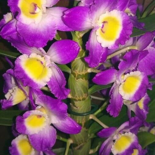 Dendrobium nobile Цвят
