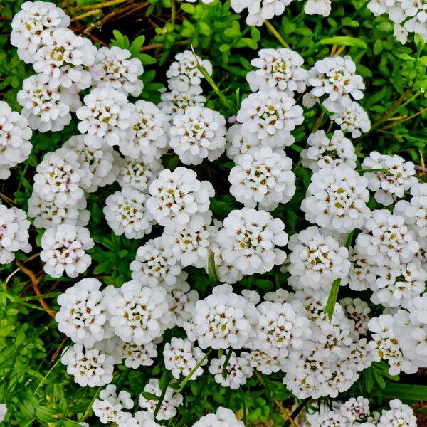 Iberis umbellata Kwiat