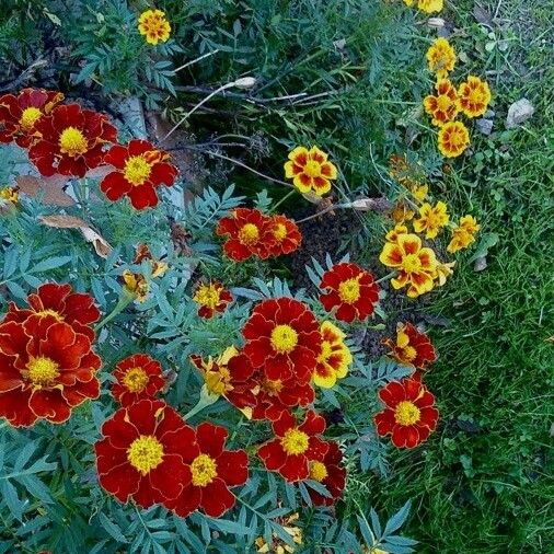 Tagetes erecta عادت